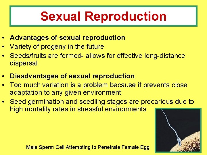 Sexual Reproduction • Advantages of sexual reproduction • Variety of progeny in the future