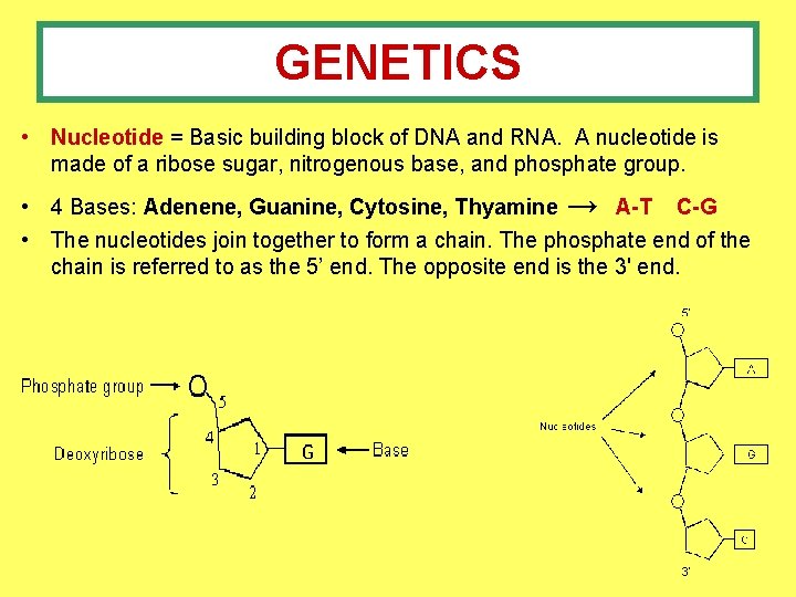 GENETICS • Nucleotide = Basic building block of DNA and RNA. A nucleotide is