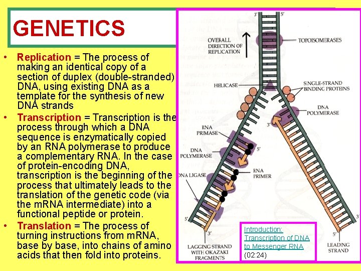 GENETICS • Replication = The process of making an identical copy of a section