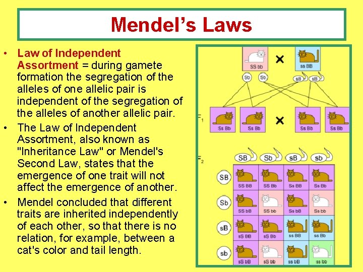 Mendel’s Laws • Law of Independent Assortment = during gamete formation the segregation of