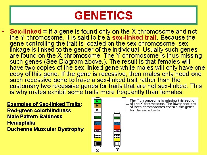 GENETICS • Sex-linked = If a gene is found only on the X chromosome