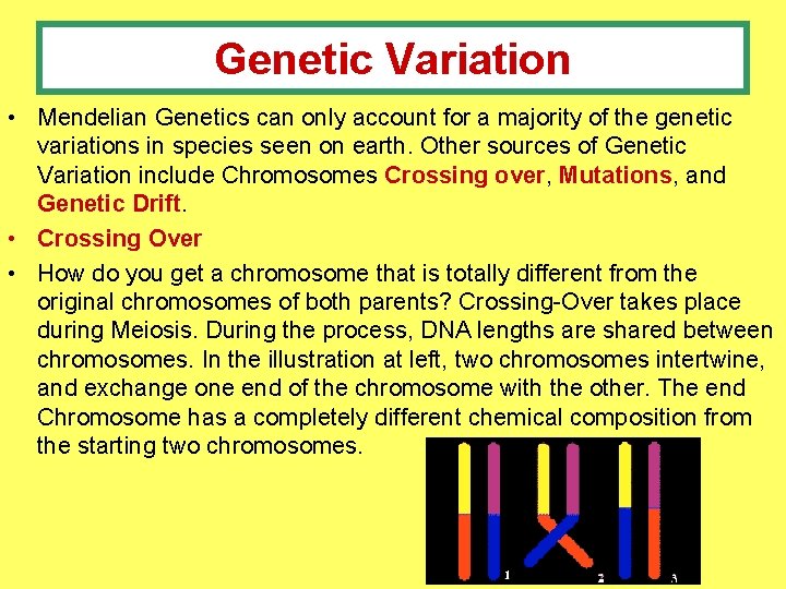 Genetic Variation • Mendelian Genetics can only account for a majority of the genetic