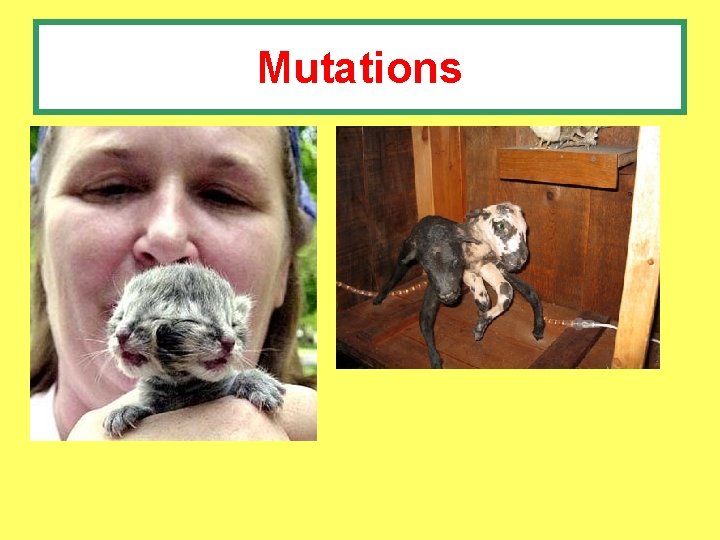 Mutations 