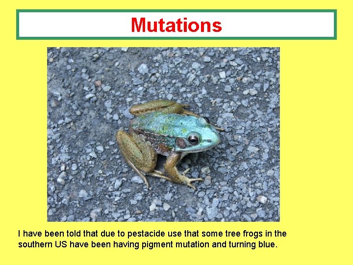 Mutations I have been told that due to pestacide use that some tree frogs