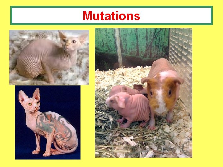 Mutations 