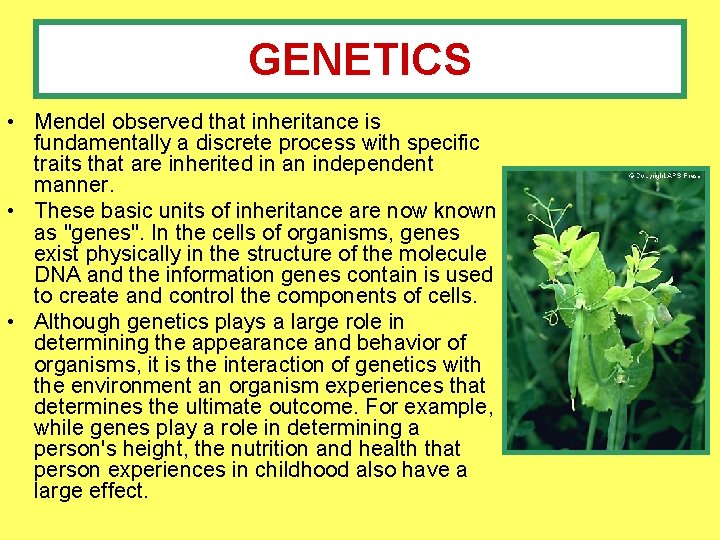 GENETICS • Mendel observed that inheritance is fundamentally a discrete process with specific traits