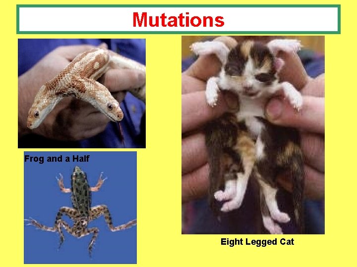 Mutations Frog and a Half Eight Legged Cat 