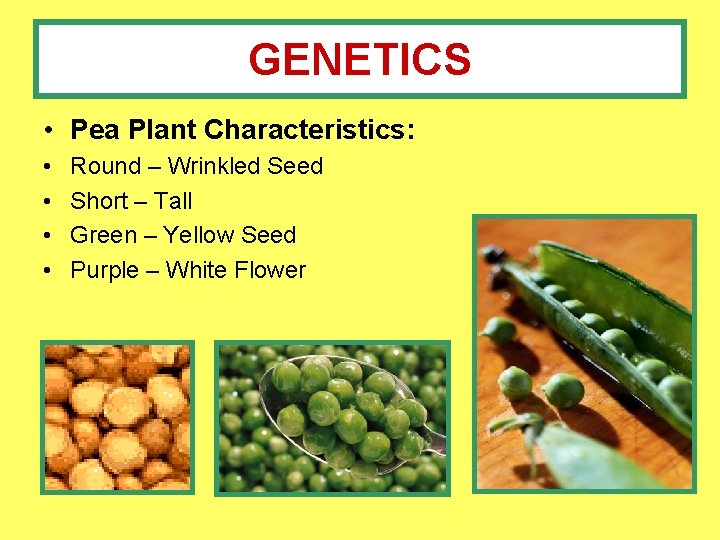 GENETICS • Pea Plant Characteristics: • • Round – Wrinkled Seed Short – Tall