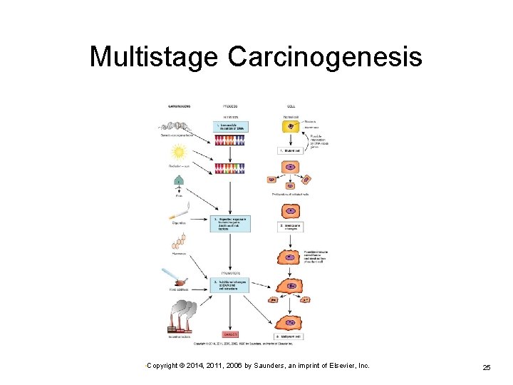 Multistage Carcinogenesis • Copyright © 2014, 2011, 2006 by Saunders, an imprint of Elsevier, Multistage Carcinogenesis • Copyright © 2014, 2011, 2006 by Saunders, an imprint of Elsevier,