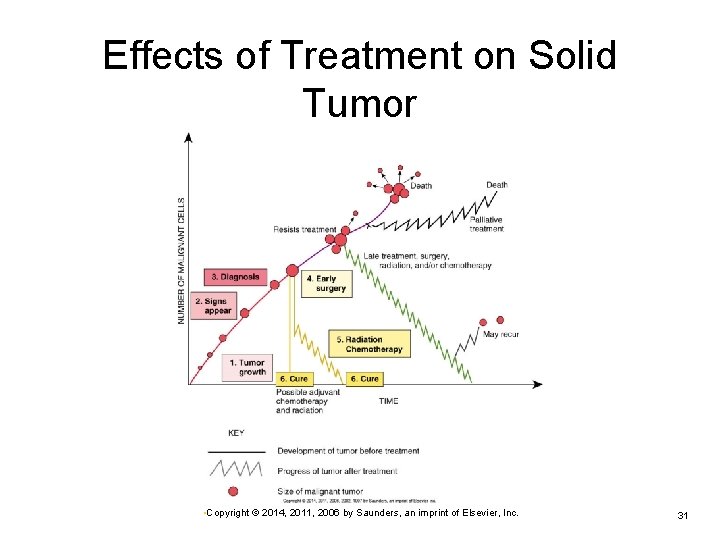 Effects of Treatment on Solid Tumor • Copyright © 2014, 2011, 2006 by Saunders, Effects of Treatment on Solid Tumor • Copyright © 2014, 2011, 2006 by Saunders,