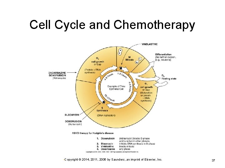Cell Cycle and Chemotherapy • Copyright © 2014, 2011, 2006 by Saunders, an imprint Cell Cycle and Chemotherapy • Copyright © 2014, 2011, 2006 by Saunders, an imprint