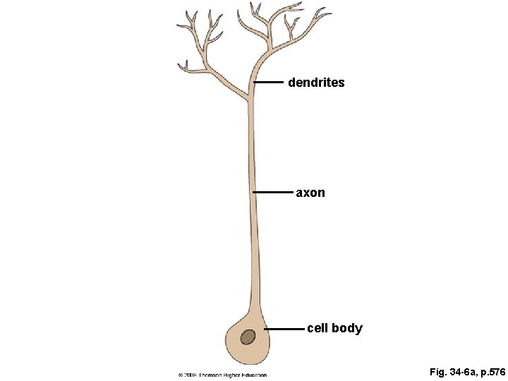 dendrites axon cell body Fig. 34 -6 a, p. 576 dendrites axon cell body Fig. 34 -6 a, p. 576