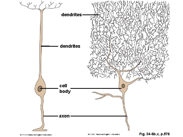 dendrites cell body axon Fig. 34 -6 b, c, p. 576 dendrites cell body axon Fig. 34 -6 b, c, p. 576