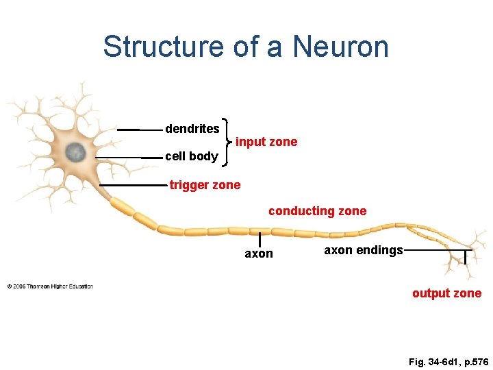 Structure of a Neuron dendrites input zone cell body trigger zone conducting zone axon Structure of a Neuron dendrites input zone cell body trigger zone conducting zone axon
