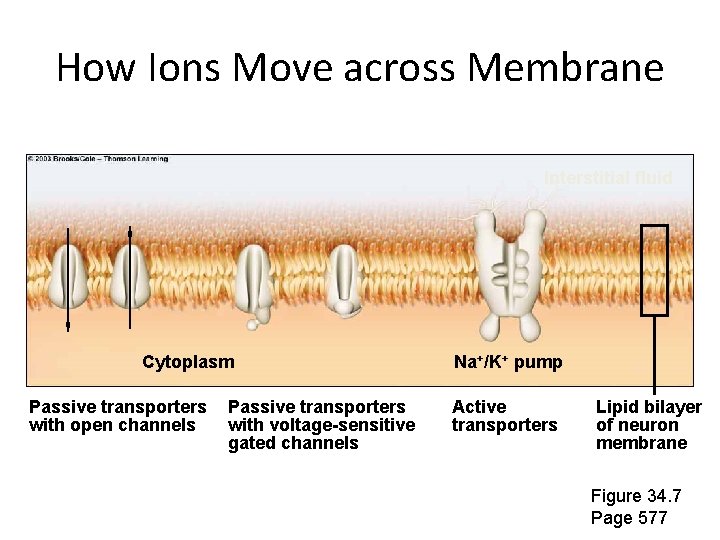 How Ions Move across Membrane Interstitial fluid Cytoplasm Passive transporters with open channels Passive How Ions Move across Membrane Interstitial fluid Cytoplasm Passive transporters with open channels Passive