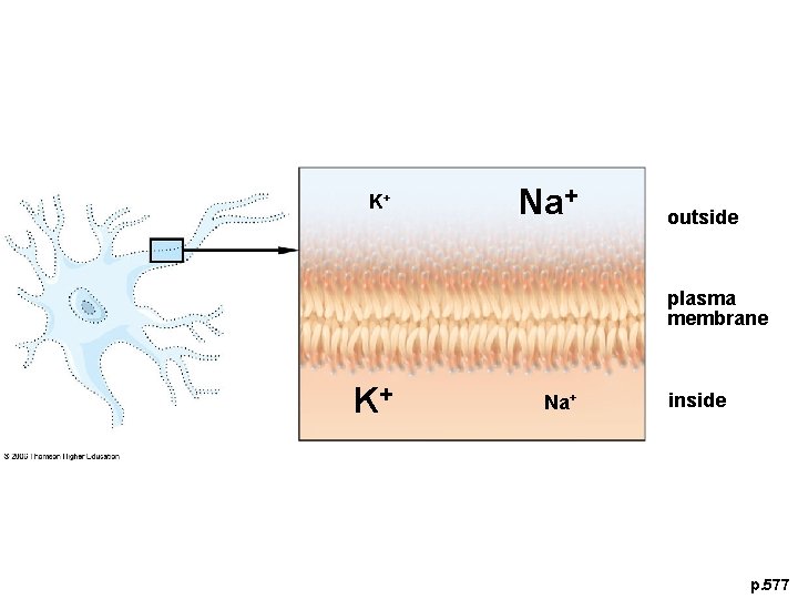 K+ Na+ outside plasma membrane K+ Na+ inside p. 577 K+ Na+ outside plasma membrane K+ Na+ inside p. 577