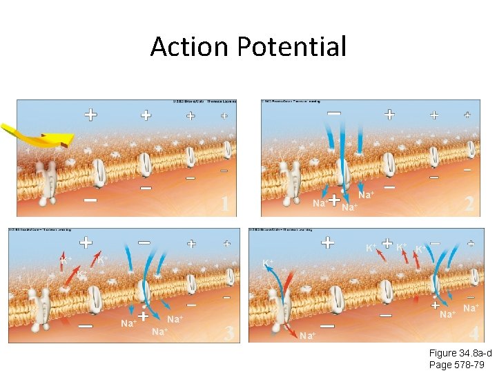 Action Potential 1 Na+ K+ K+ K+ 2 Na+ K+ K+ Na+ Na+ 3 Action Potential 1 Na+ K+ K+ K+ 2 Na+ K+ K+ Na+ Na+ 3