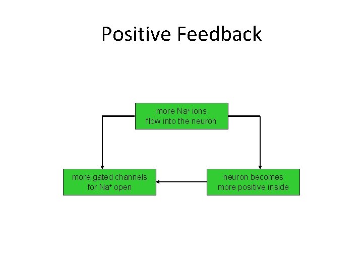 Positive Feedback more Na+ ions flow into the neuron more gated channels for Na+ Positive Feedback more Na+ ions flow into the neuron more gated channels for Na+