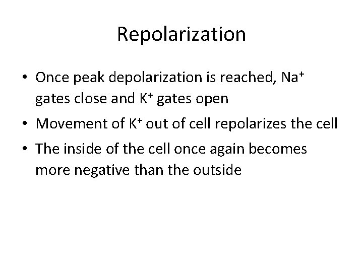 Repolarization • Once peak depolarization is reached, Na+ gates close and K+ gates open Repolarization • Once peak depolarization is reached, Na+ gates close and K+ gates open