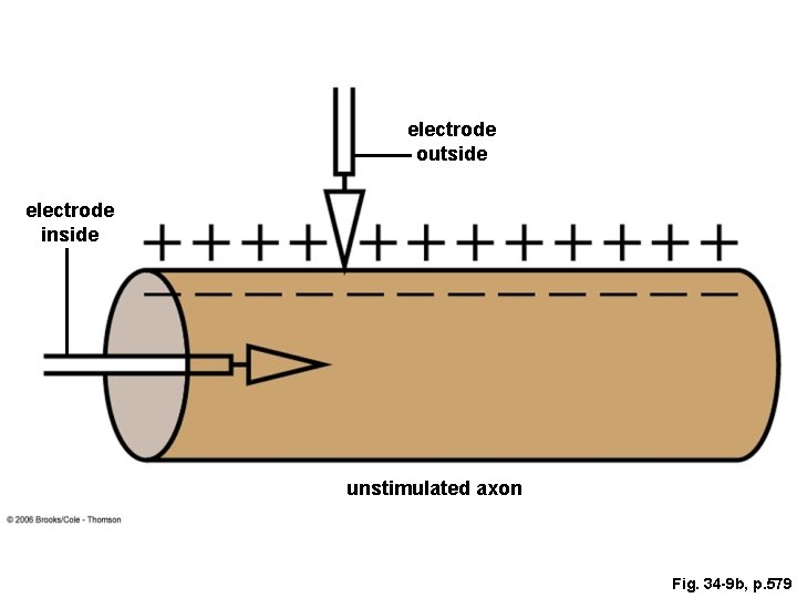 electrode outside electrode inside unstimulated axon Fig. 34 -9 b, p. 579 electrode outside electrode inside unstimulated axon Fig. 34 -9 b, p. 579