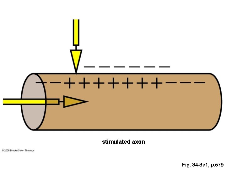stimulated axon Fig. 34 -9 e 1, p. 579 stimulated axon Fig. 34 -9 e 1, p. 579