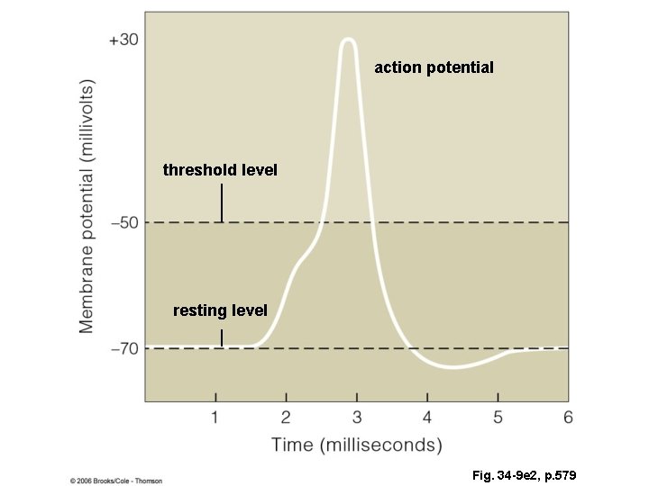 action potential threshold level resting level Fig. 34 -9 e 2, p. 579 action potential threshold level resting level Fig. 34 -9 e 2, p. 579