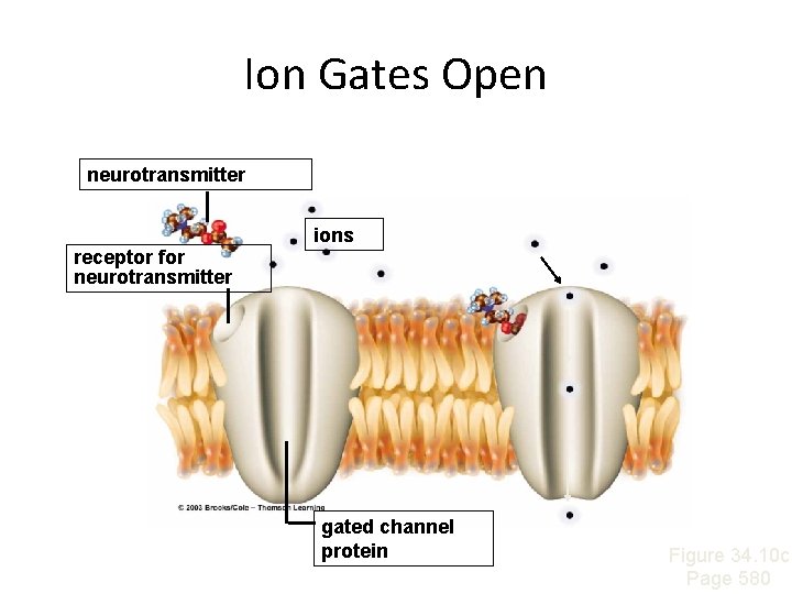 Ion Gates Open neurotransmitter ions receptor for neurotransmitter gated channel protein Figure 34. 10 Ion Gates Open neurotransmitter ions receptor for neurotransmitter gated channel protein Figure 34. 10