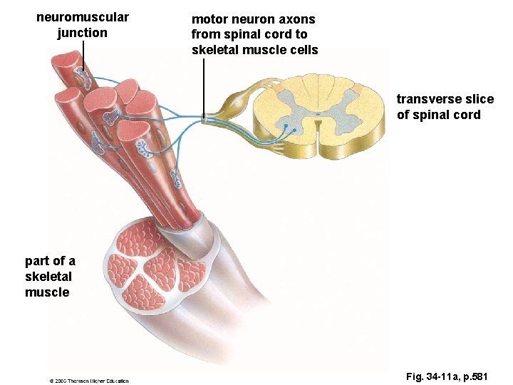 neuromuscular junction motor neuron axons from spinal cord to skeletal muscle cells transverse slice neuromuscular junction motor neuron axons from spinal cord to skeletal muscle cells transverse slice