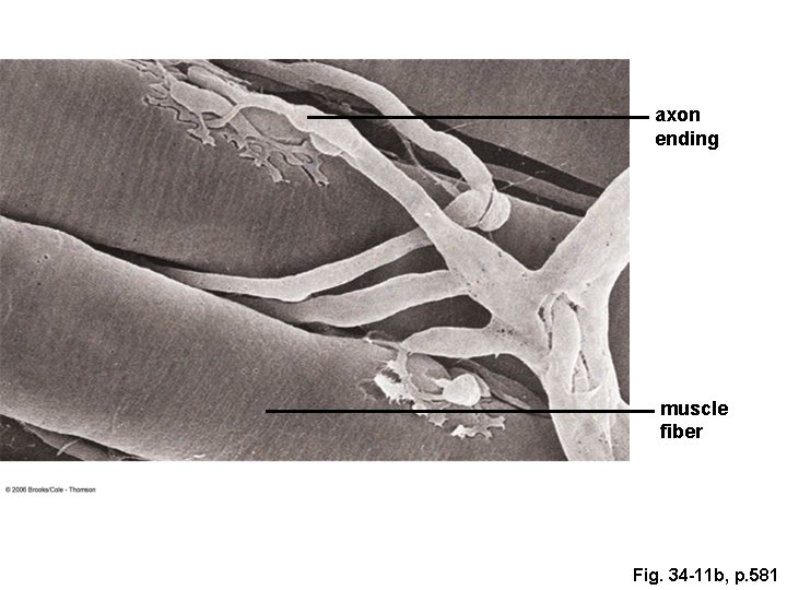 axon ending muscle fiber Fig. 34 -11 b, p. 581 axon ending muscle fiber Fig. 34 -11 b, p. 581