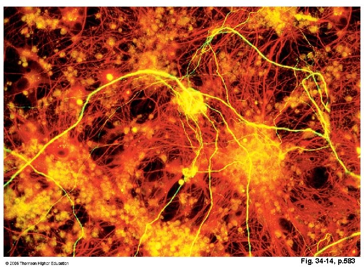 Fig. 34 -14, p. 583 Fig. 34 -14, p. 583