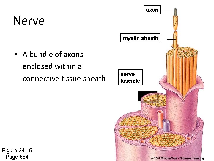 axon Nerve myelin sheath • A bundle of axons enclosed within a connective tissue axon Nerve myelin sheath • A bundle of axons enclosed within a connective tissue