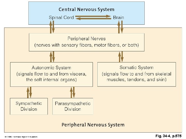 Fig. 34 -4, p. 575 Fig. 34 -4, p. 575