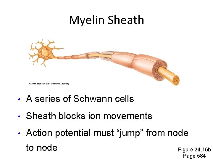 Myelin Sheath • A series of Schwann cells • Sheath blocks ion movements • Myelin Sheath • A series of Schwann cells • Sheath blocks ion movements •