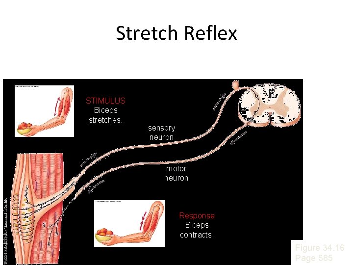 Stretch Reflex STIMULUS Biceps stretches. sensory neuron motor neuron Response Biceps contracts. Figure 34. Stretch Reflex STIMULUS Biceps stretches. sensory neuron motor neuron Response Biceps contracts. Figure 34.