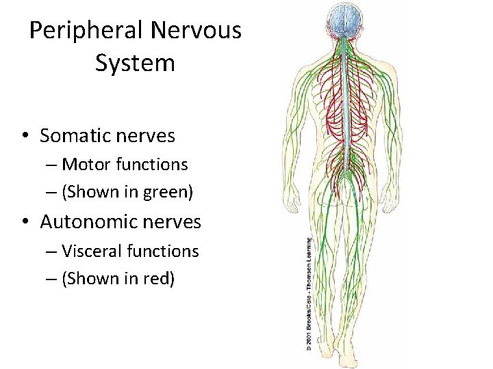 Peripheral Nervous System • Somatic nerves – Motor functions – (Shown in green) • Peripheral Nervous System • Somatic nerves – Motor functions – (Shown in green) •