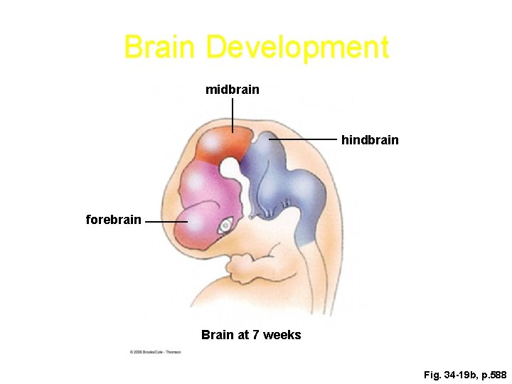 Brain Development midbrain hindbrain forebrain Brain at 7 weeks Fig. 34 -19 b, p. Brain Development midbrain hindbrain forebrain Brain at 7 weeks Fig. 34 -19 b, p.
