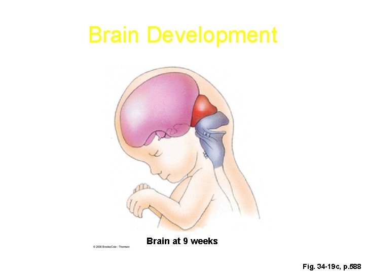 Brain Development Brain at 9 weeks Fig. 34 -19 c, p. 588 Brain Development Brain at 9 weeks Fig. 34 -19 c, p. 588
