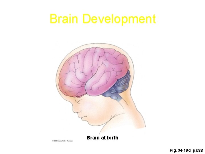 Brain Development Brain at birth Fig. 34 -19 d, p. 588 Brain Development Brain at birth Fig. 34 -19 d, p. 588