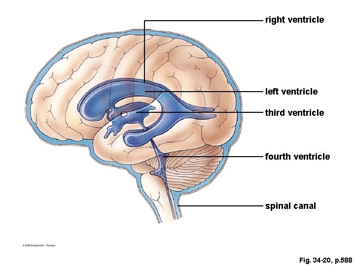 right ventricle left ventricle third ventricle fourth ventricle spinal canal Fig. 34 -20, p. right ventricle left ventricle third ventricle fourth ventricle spinal canal Fig. 34 -20, p.