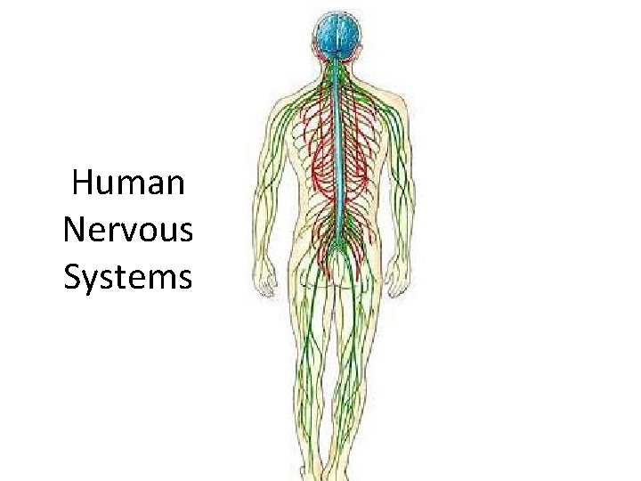 Human Nervous Systems Human Nervous Systems