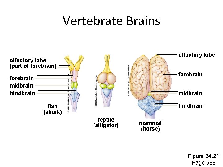 Vertebrate Brains olfactory lobe (part of forebrain) forebrain midbrain hindbrain fish (shark) reptile (alligator) Vertebrate Brains olfactory lobe (part of forebrain) forebrain midbrain hindbrain fish (shark) reptile (alligator)
