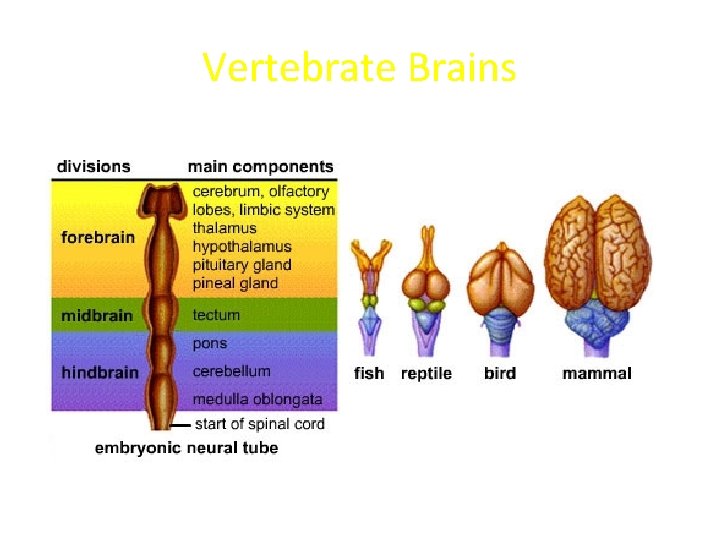 Vertebrate Brains Regions of the vertebrate brain Vertebrate Brains Regions of the vertebrate brain