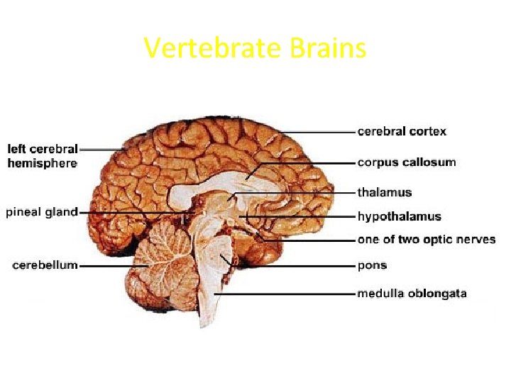 Vertebrate Brains Sagittal view of a human brain Vertebrate Brains Sagittal view of a human brain