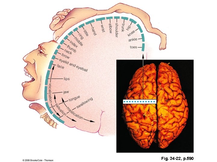 Fig. 34 -22, p. 590 Fig. 34 -22, p. 590