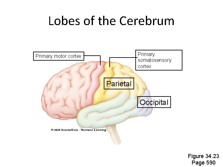 Lobes of the Cerebrum Primary somatosensory cortex Primary motor cortex Frontal Parietal Occipital Temporal Lobes of the Cerebrum Primary somatosensory cortex Primary motor cortex Frontal Parietal Occipital Temporal