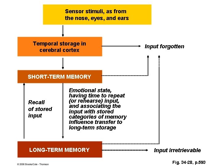 Sensor stimuli, as from the nose, eyes, and ears Temporal storage in cerebral cortex Sensor stimuli, as from the nose, eyes, and ears Temporal storage in cerebral cortex