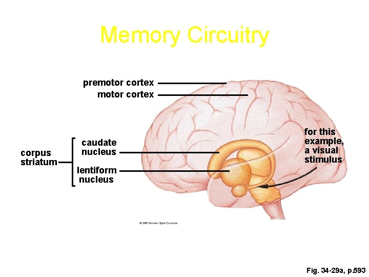 Memory Circuitry premotor cortex corpus striatum caudate nucleus for this example, a visual stimulus Memory Circuitry premotor cortex corpus striatum caudate nucleus for this example, a visual stimulus