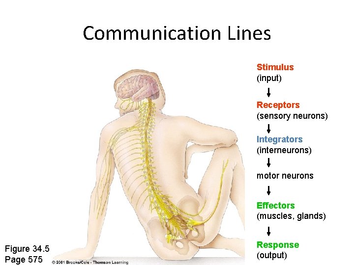 Communication Lines Stimulus (input) Receptors (sensory neurons) Integrators (interneurons) motor neurons Effectors (muscles, glands) Communication Lines Stimulus (input) Receptors (sensory neurons) Integrators (interneurons) motor neurons Effectors (muscles, glands)