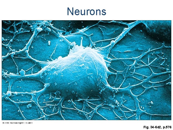 Neurons Fig. 34 -6 d 2, p. 576 Neurons Fig. 34 -6 d 2, p. 576