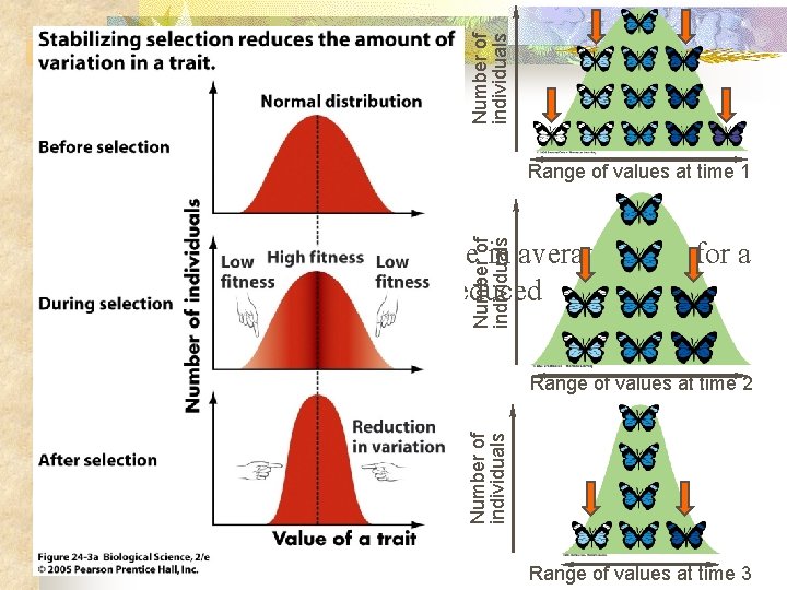 Number of individuals Range of values at time 1 B. Stabilizing selection Number of